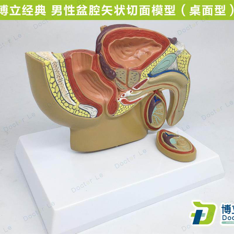 人体小型男性前列腺模型盆腔睾丸前型男科泌尿科V生殖系统生殖器