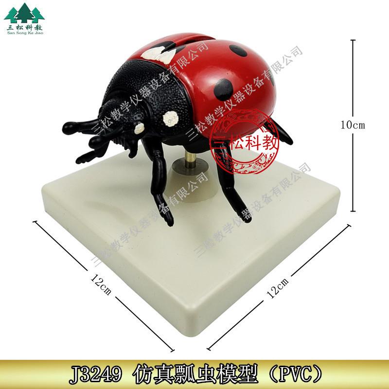 仿真瓢虫模型 瓢虫放大模型 32F49 小学科学 生物教学仪器