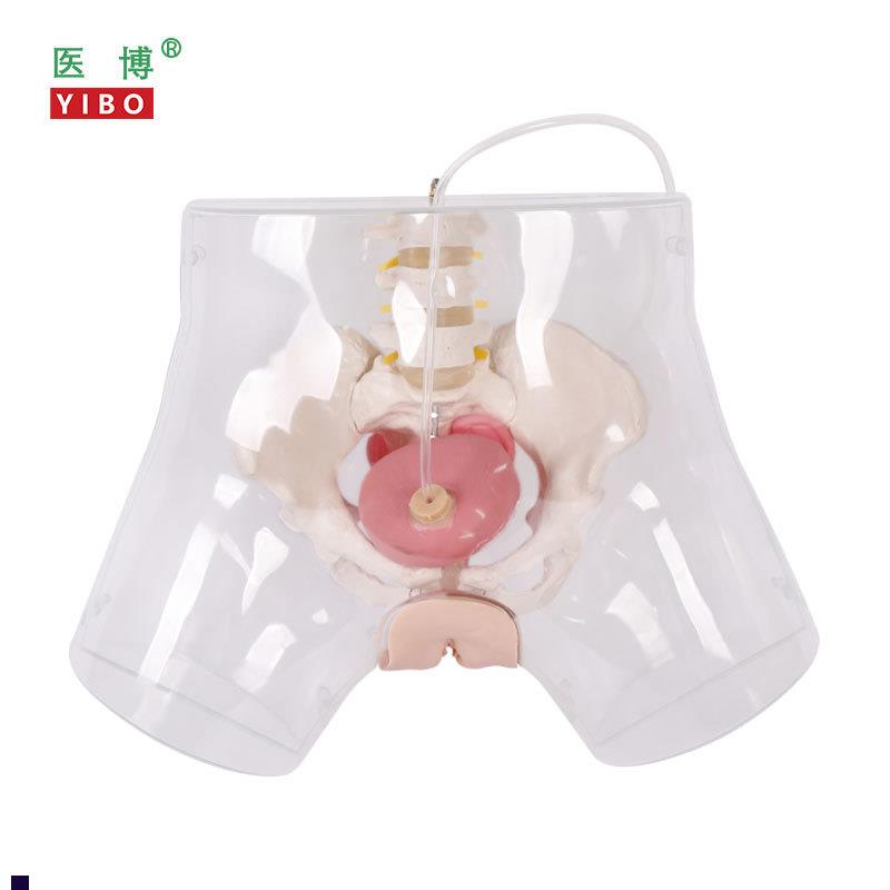 医博BIX-H4D高级透明女性t导尿模型导尿插管训练假人女性护理训练