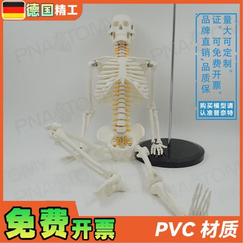 德国85cm人体骨骼模型可活动可B拆卸仿真骷髅骨架瑜伽正骨 疼痛科
