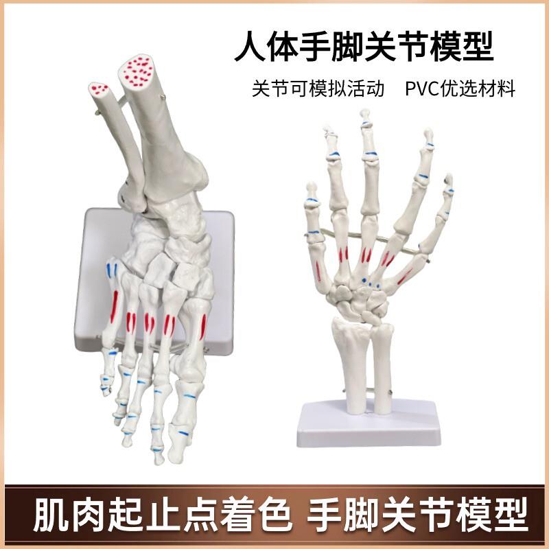 脚骨模型脚踝关节脚部骨骼结构造足骨手骨解剖模型1比X1大康复教