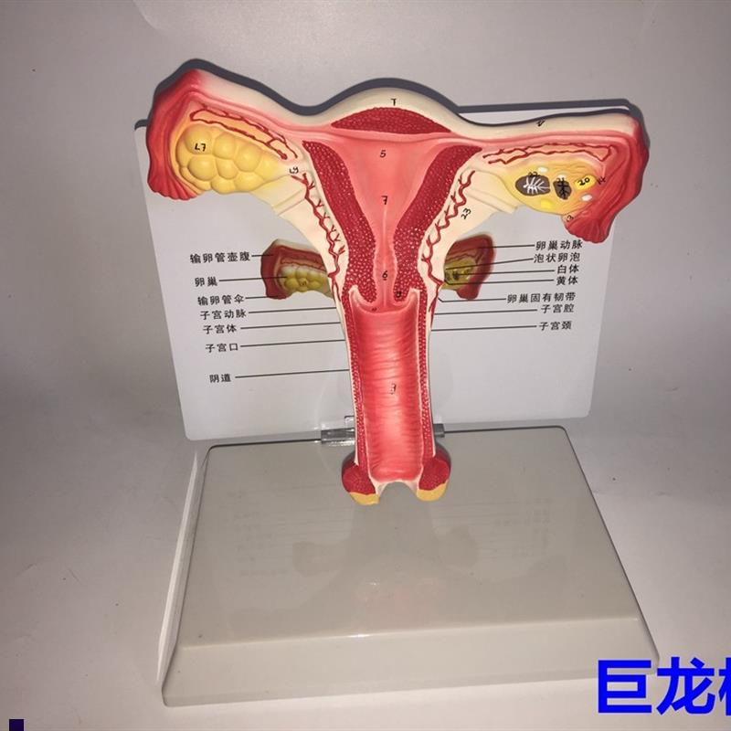 教学仿真子宫模型女性内生殖系统器官解剖模型生殖结W构模型带注