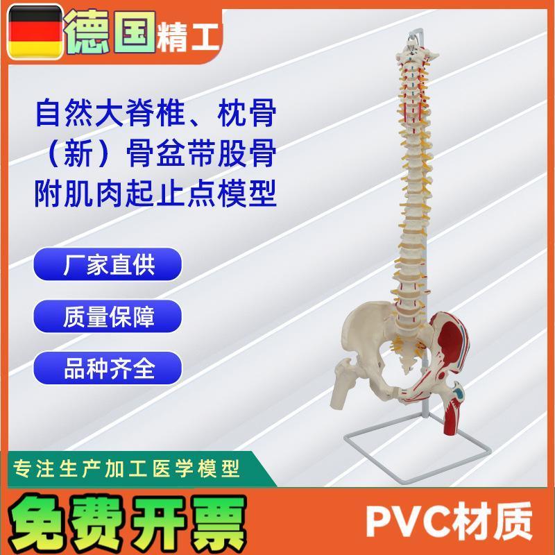 自然大脊椎带枕骨新骨盆带股A骨附肌肉起止点模型 教学模型