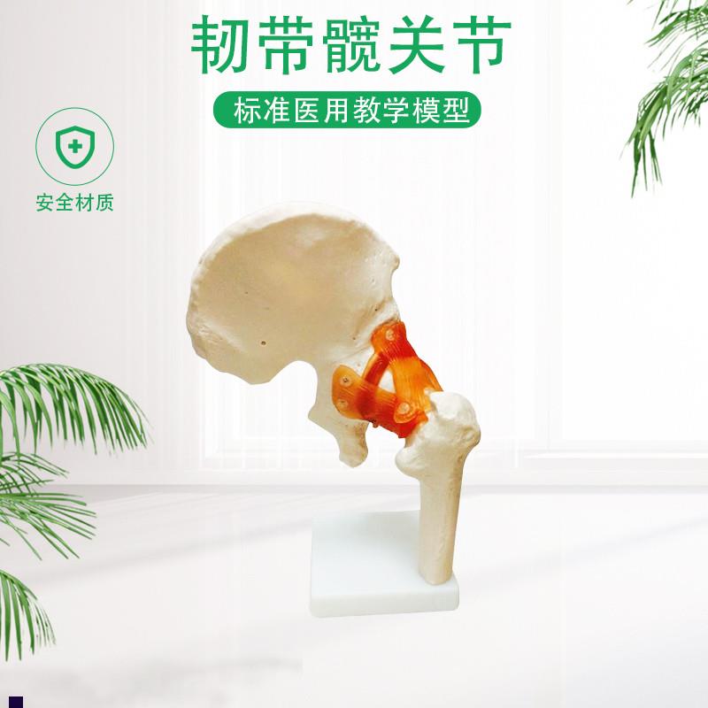 正品人体髋关节股关节模型人体骨H骼模型运动骨骨科疼痛科