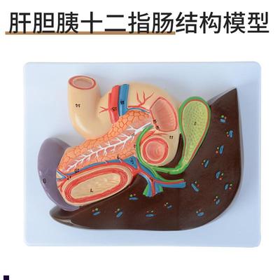 肝胆胰十二指肠胃切面模t型仿真教学肝脏模型人体消化胰腺模型