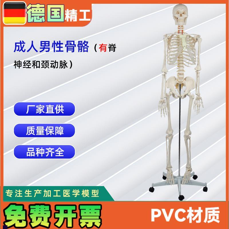 成人男性骨骼附脊神经和颈动脉无泡沫盒包装人V体骨骼教学模型