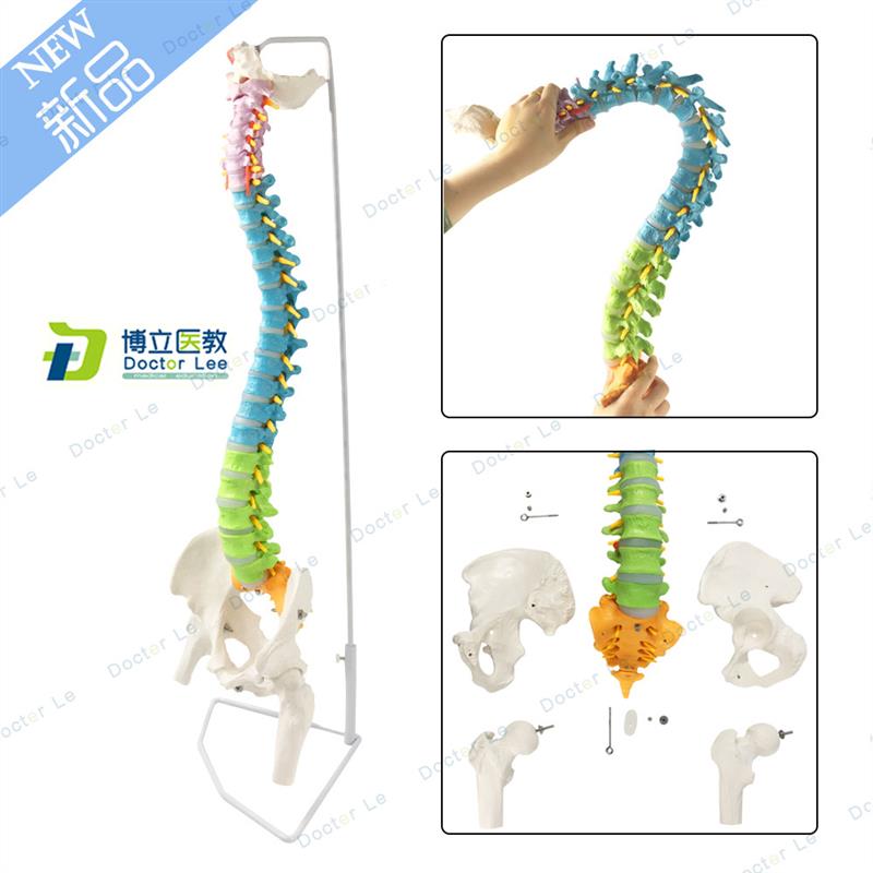 正骨彩色椎体人体脊柱模型t人体骨骼模型大脊椎成人1:1带胸椎骨盆