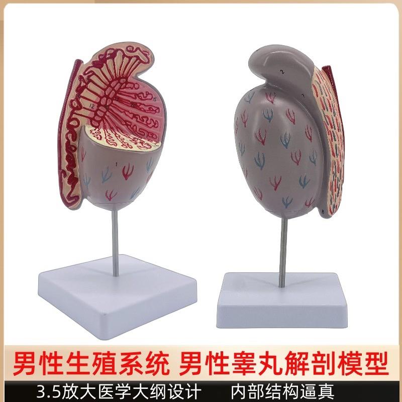 男性睾丸解剖模型睾丸结构模型生殖泌尿模型P男性生殖器解剖模型