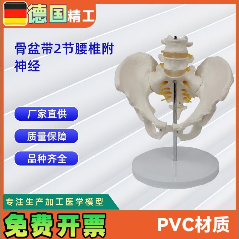 2节腰椎带骨g盆附神经  仿真人体腰椎 医学展示模型