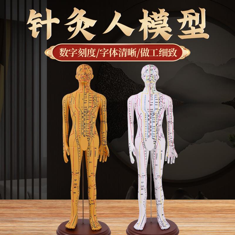 中医针灸穴位模型 全身家用十二E经络人体模型可扎针小铜皮人