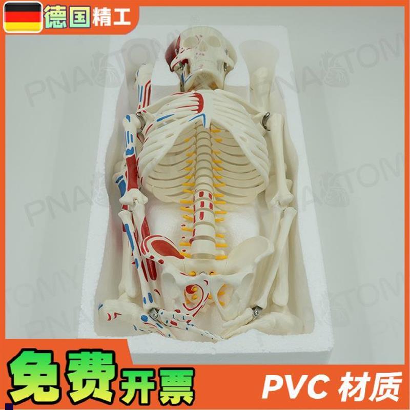 德国】85cm全身人体骨骼模型可拆卸G可活动肌肉着色脊神经椎间盘