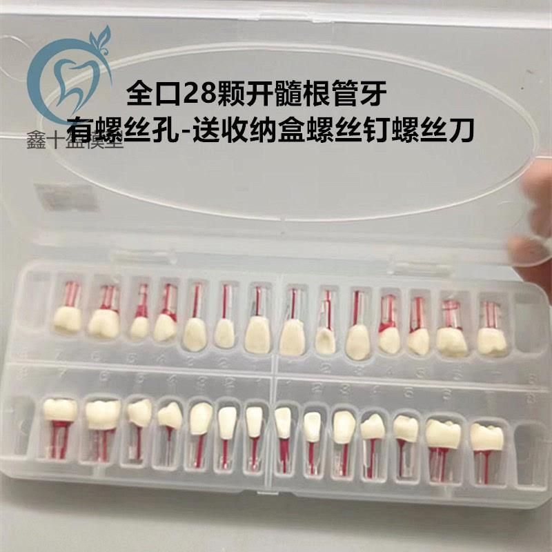 带髓腔根管牙粒树脂m牙开髓牙粒全口28颗牙医考试练习备牙模型牙