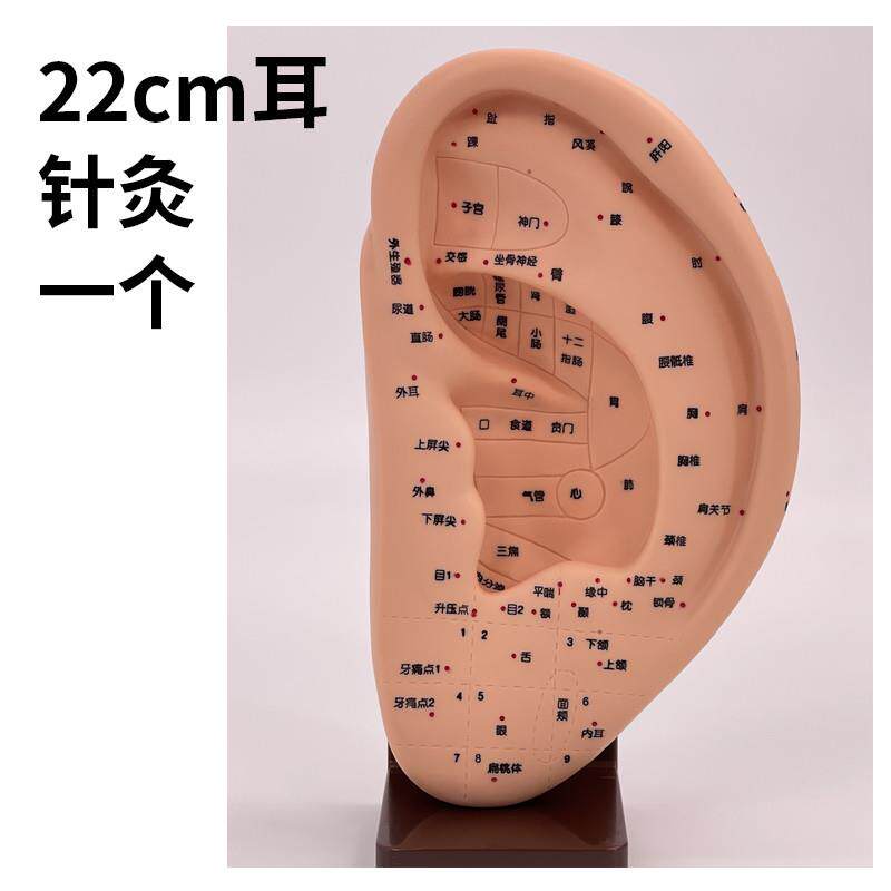 22cm超清晰穴位刻字耳穴模型 耳部G针灸穴位模型耳朵耳廓按摩理疗