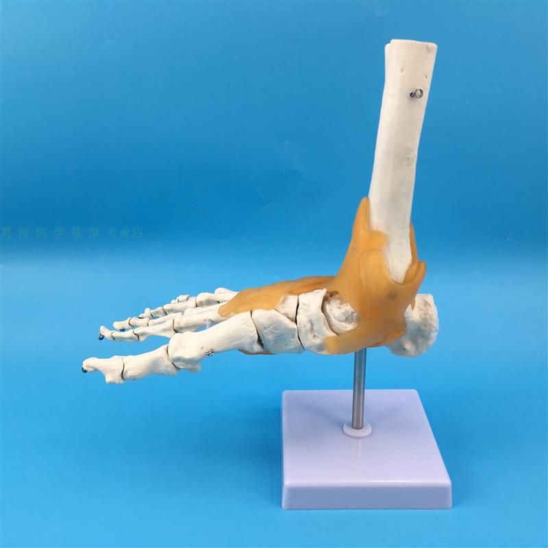 脚骨模型脚踝关节l脚部骨骼结构造足部足骨腓骨趾骨科教学医学模