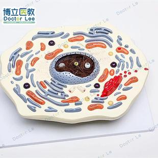 动物细胞模型显微结构解剖模型 细胞G膜 细胞质 细胞核 线粒体