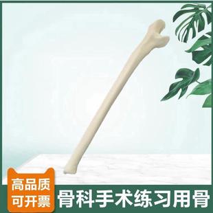 尺骨模型仿真骨手术技能考试骨科C医生用钻孔骨质密度桡骨人体四