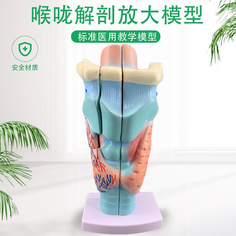 2倍放大a咽喉模型喉咙解剖标本喉部血管甲状腺喉结喉头医教学仿真