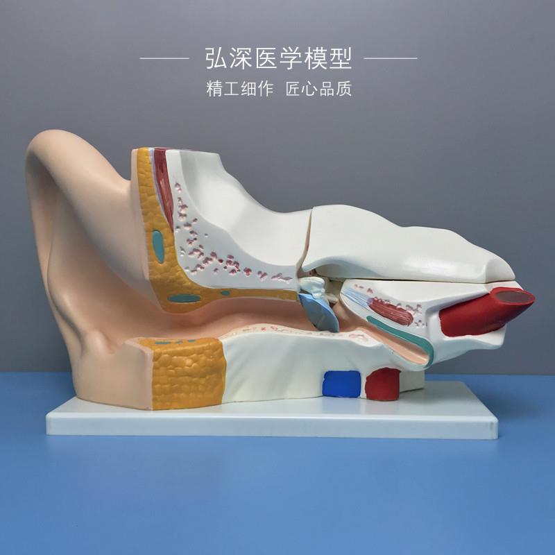 耳朵放大模型5倍可拆耳道人体y器官解剖结构教学模具弘深医学模型