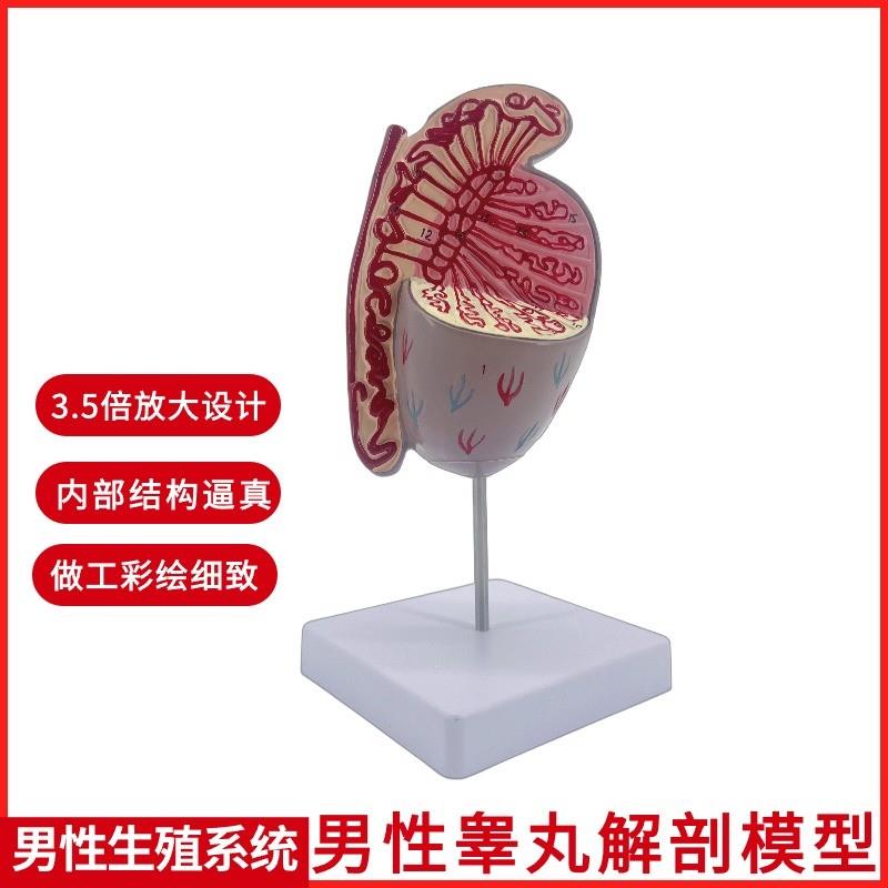 男性生殖系统睾丸结构解剖模型生殖科男N科泌尿科模型计生展示