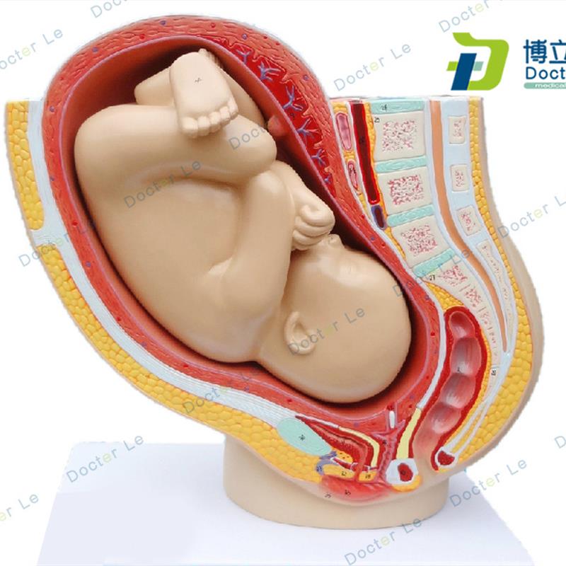 普及版女性盆h腔附足月胎儿模型妊娠发育九个月胎儿子宫生殖模型