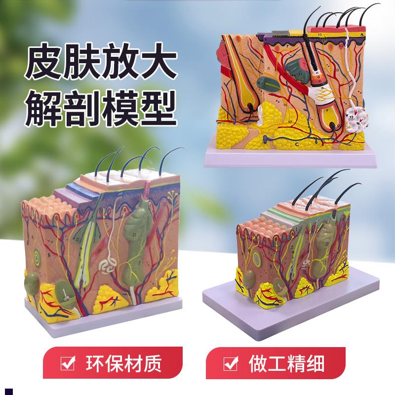 人体皮肤组织结构放大模型医学美容整形立体皮肤放S大50倍解剖模