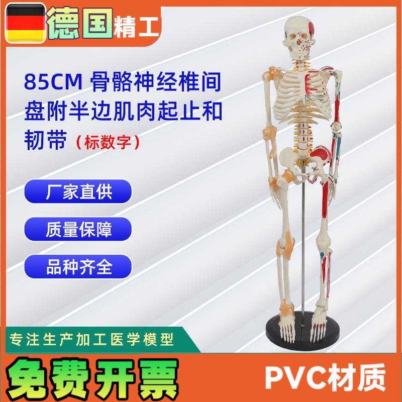 85CMc骨骼神经椎间盘附半边肌肉起止标数字和韧带人体骨骼模型教