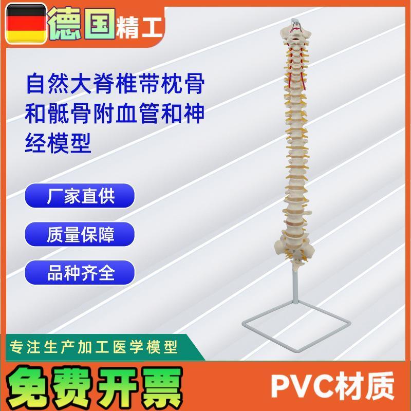 人体自然大脊椎模型合集人体骨M骼模型教学演示用品