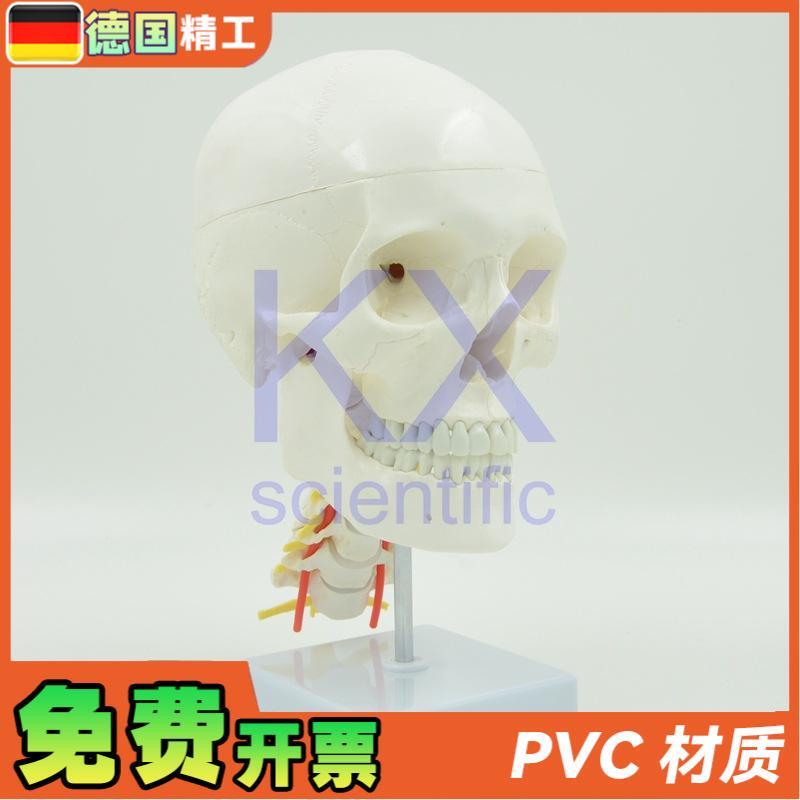 德国】自然大可i拆白头骨带颈椎神经模型1比1骨科医学教学口腔颅