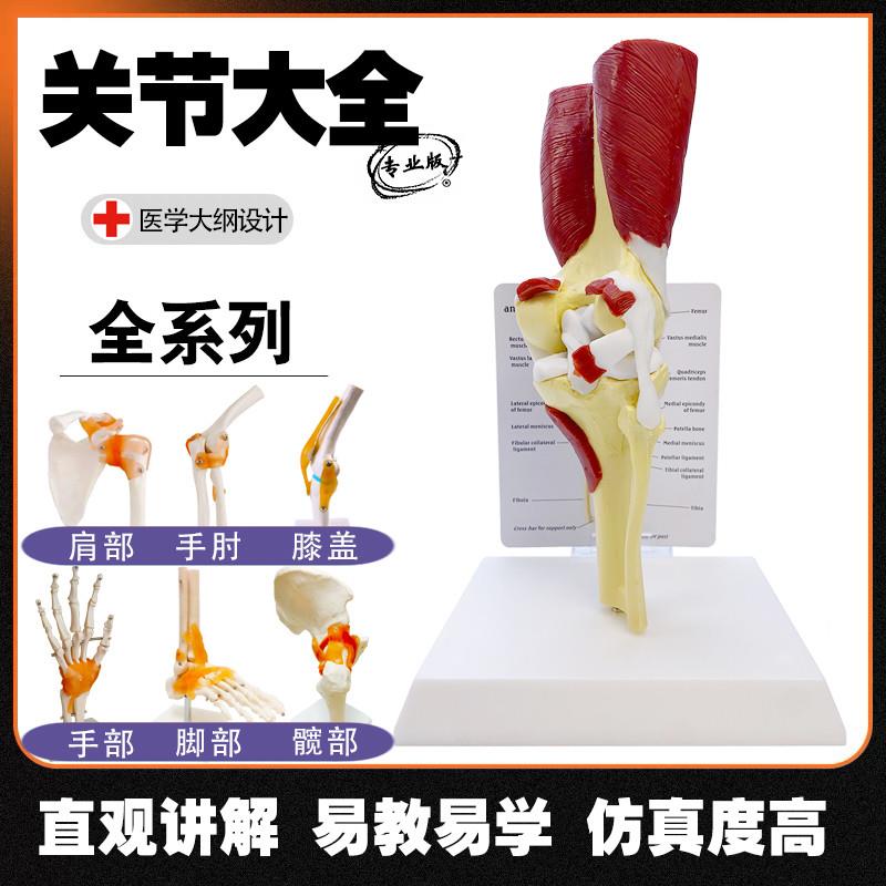 人体关节模型骨骼模型p手脚关节髋关节膝关节肘关节附带肌肉韧带