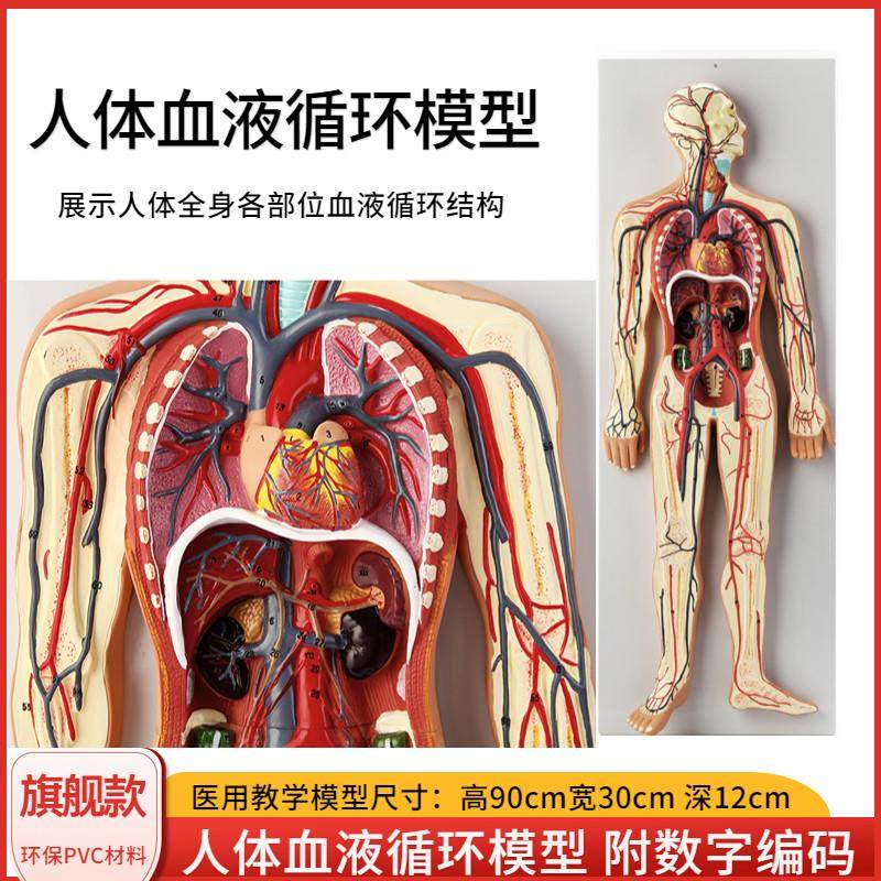 人体内脏血液循环系统模型心脏动脉D静脉神经血管器官解剖医学教