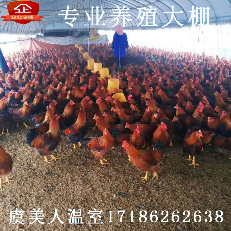 养鸡大棚养殖简易种植温室大棚骨架钢管蔬菜农业连体连栋大棚钢架在类目 鲜花速递/花卉仿真/绿植园艺, 园艺用品, 其它园艺用品中 - 来自Buy2taobao.com提供专业的淘宝代购服务