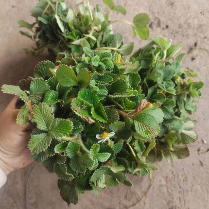 云南中药材草莓白米野草莓苗莓菠萝蜜儿白草莓带根发货栽培苗