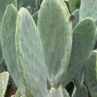 云南纯天然仙人掌食用可种植室内净化空气药用美容外敷绿色植物