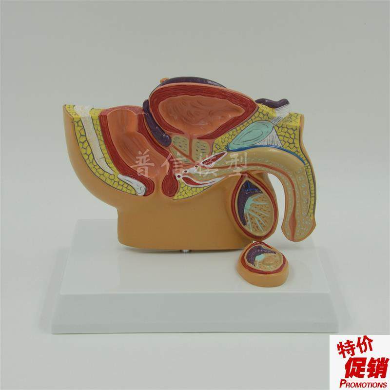 普信男性a盆腔模型盆腔睾丸前列腺模型泌尿系统生殖系统医用