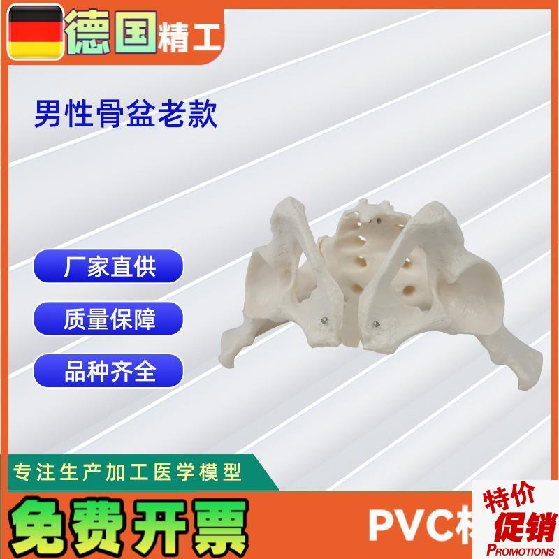 男性骨盆模型老款骨科教学展V示骨骼模型