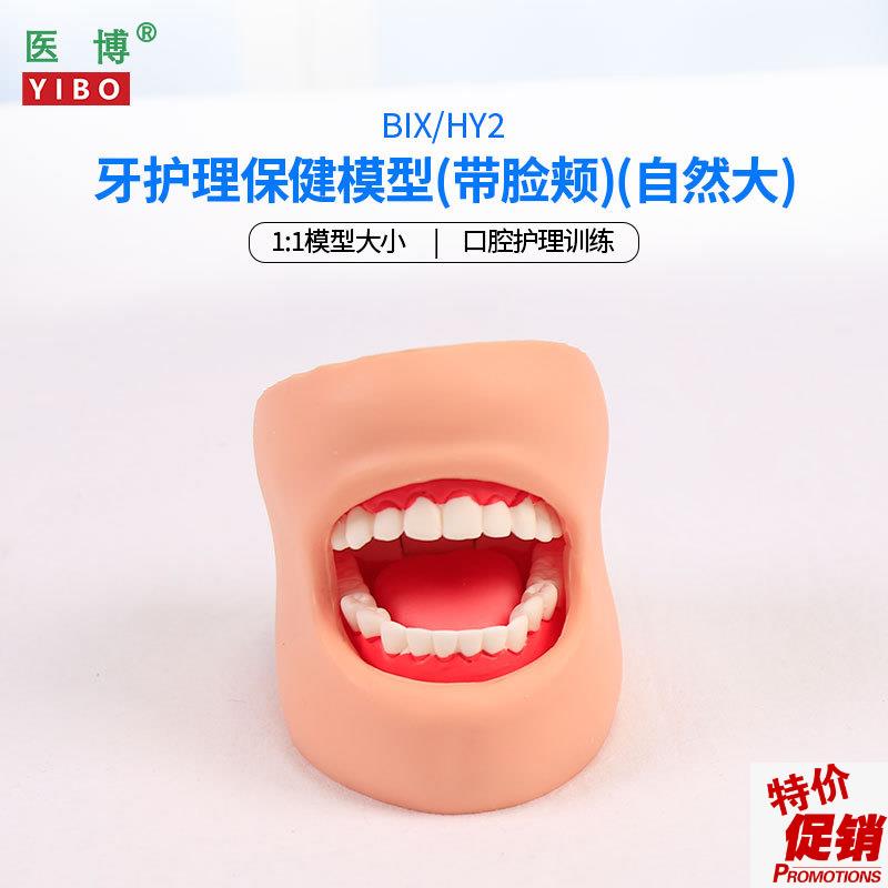医博BIX-HY2牙齿保健护理模型带脸颊正常大小1比1牙齿模型口腔护