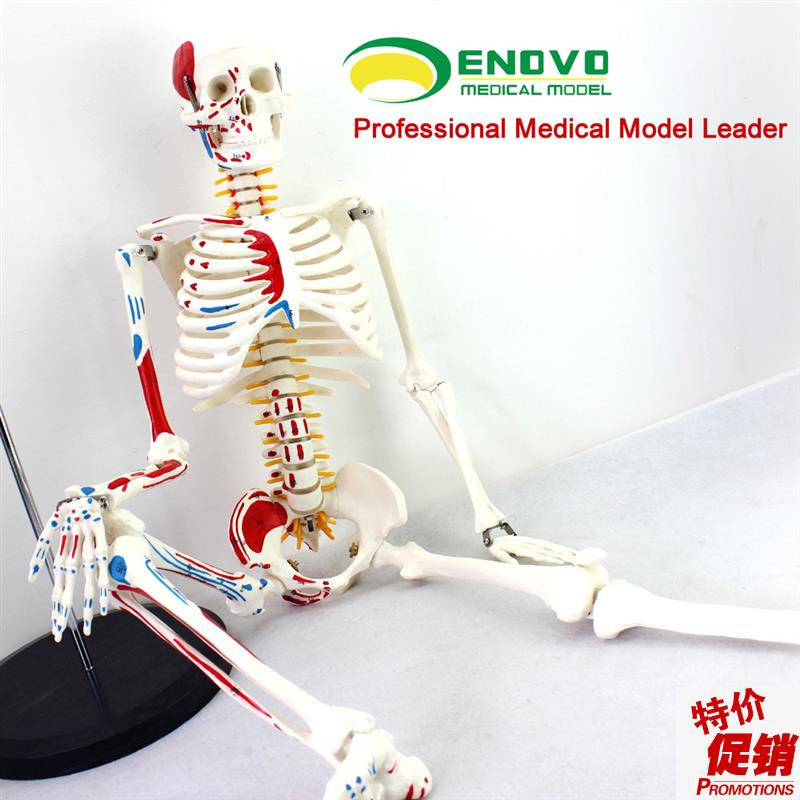 ENOVO颐诺医学85CM人体骨骼模型F神经肌肉起止点骨架瑜伽教学脊柱