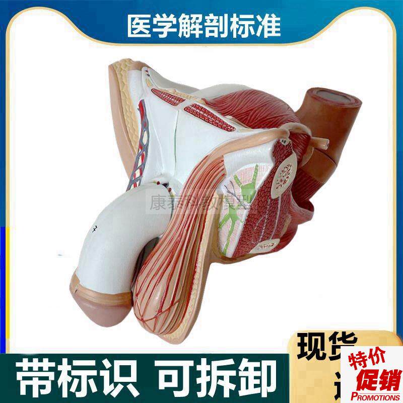 男性生殖器模型前列腺睾丸膀胱尿道直G肠肛门男盆腔男科医患沟通