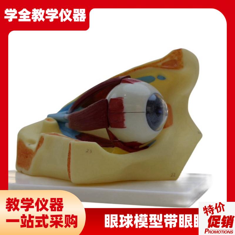 初高中教学仪器眼球m模型(带眼眶)眼眶组织模型眼睛医学眼睑泪腺