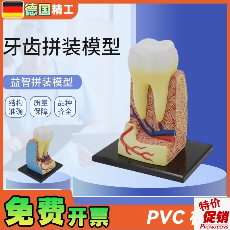 德国】拼装玩具人体牙齿拼装x模型器官解剖模型医学教学DIY科教