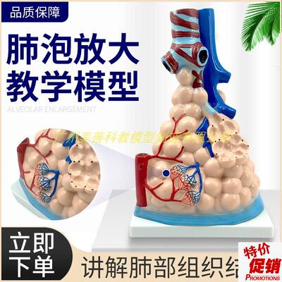 肺泡放大模型肺j组织结构肺泡放大模型肺的组织结构模型