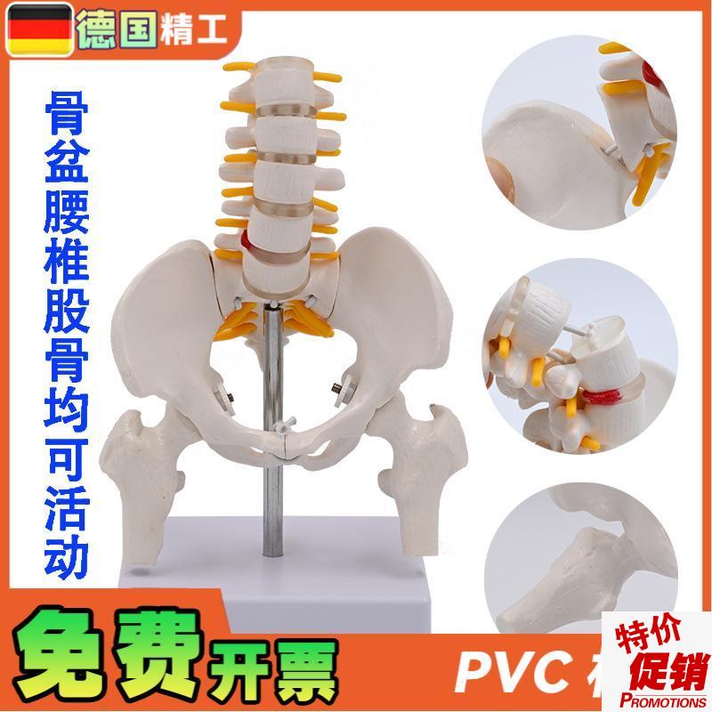 德国人体可活动小骨盆模型腰椎脊椎产后修复骨盆关U节医用活动骨