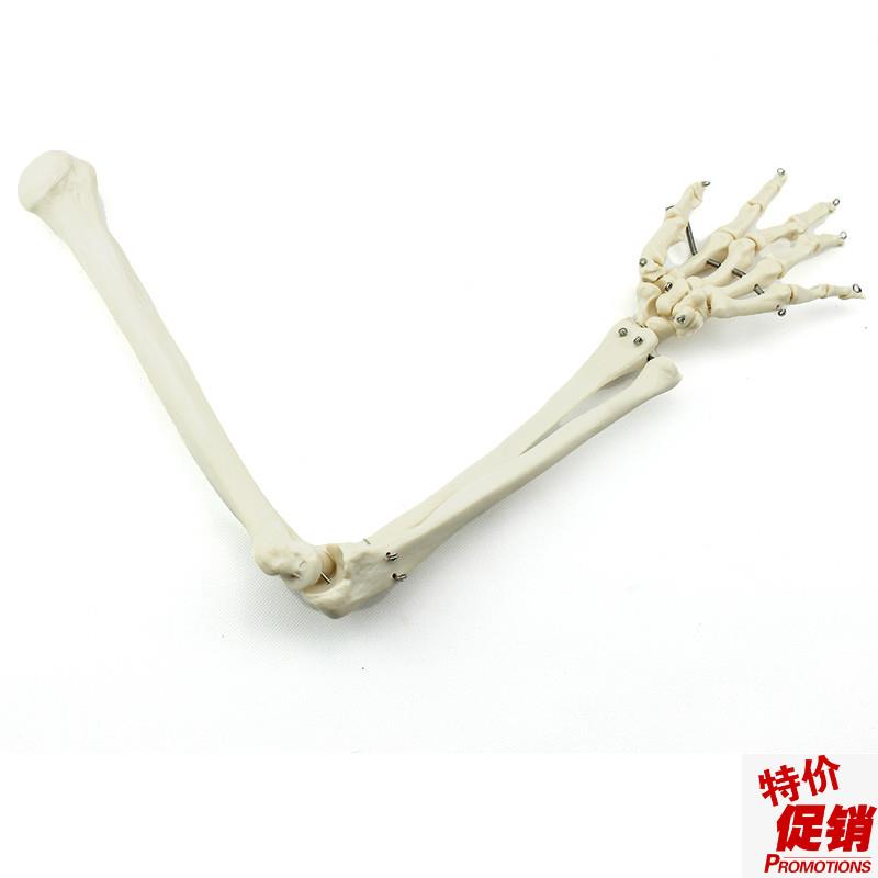 ENOVO颐诺i人体上肢骨模型肘关节腕关节模型肱骨尺骨桡骨掌骨指骨