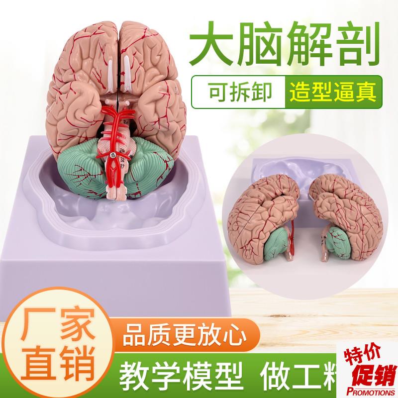 拼装人体解剖模型大脑模型脑科医学脑血脑动脉U神经科血管颅底