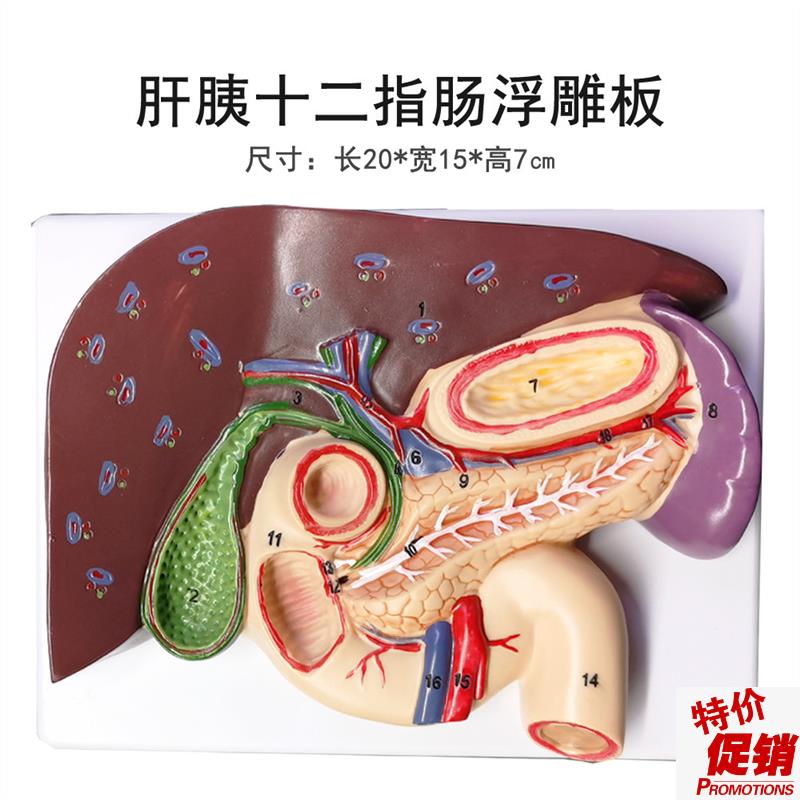 肝胆胰十二指肠胃结构模型消z化科医学胰腺十二指肠模型浮雕