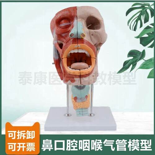 口腔咽部模型音乐课教学声襞发音器官鼻腔咽O部扁桃体气管医用黏