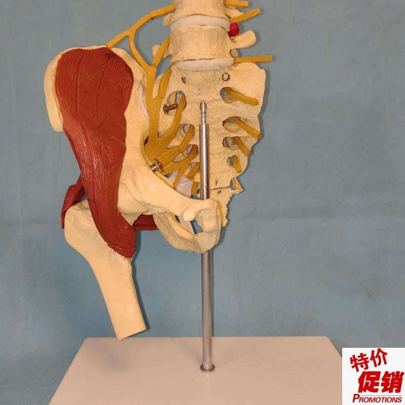 人体女性1:1骨盆模型腰椎骶骨肌肉神经医用教.学讲解展示