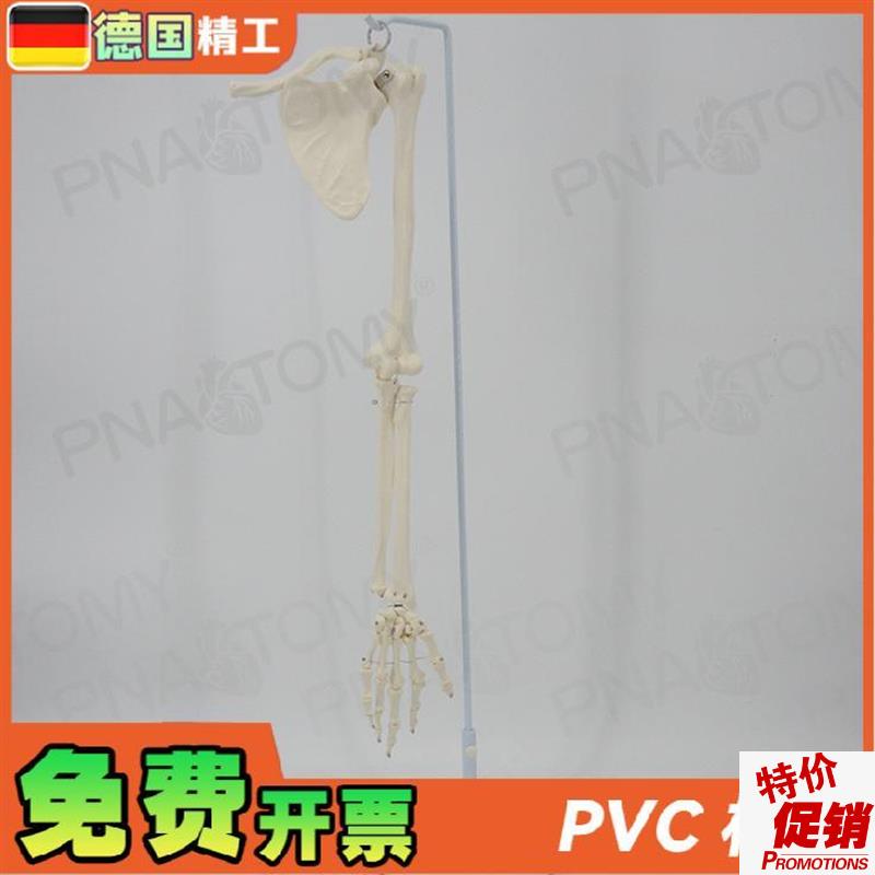 德国】人体上肢骨j胳膊手臂骨锁骨肩胛骨肱骨尺骨桡骨骨骼模型骨