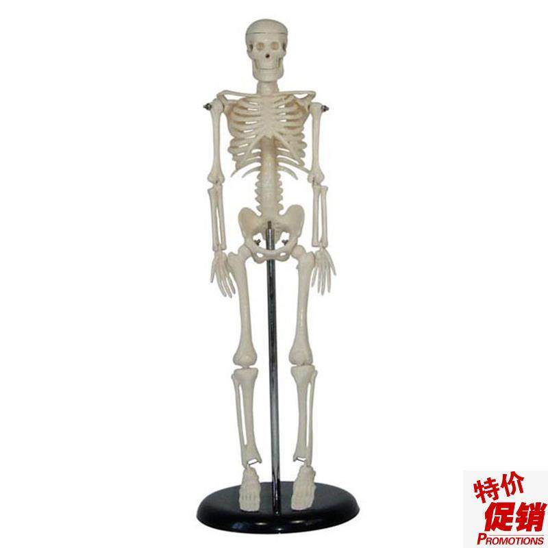 人体骨骼模型45CM,文具电教/文化用品/商务用品,模拟人,淘宝优惠券,粉丝福利购,淘宝优惠卷