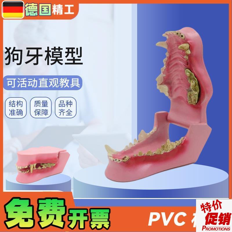 德国】动物牙齿模型动物牙齿犬A科牙口腔教学模型狗骨骼犬骨医学